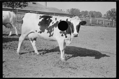 0292_Cow selected for  mating, Prince George's County, Maryland