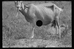 0294_Saanen goat, Beltsville, Maryland