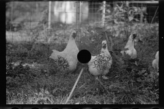 0297_Farming  ( chickens ) associated with: CCC (Civilian Conservation Corps