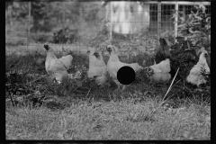 0298_Farming  ( chickens) associated with: CCC (Civilian Conservation Corps)