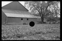 0464_Farm, large barn, pig and root crop