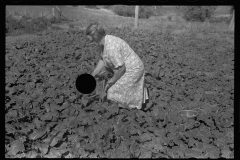 0468_ Farmers picking  unidentified  crop, Ottawa county , Kansas