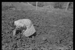 0469_  picking  ( unidentified ) crop