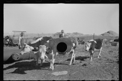 0475- Farmers with  Beef cattle