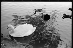 0564_Swan and cygnets , probably in the park, Minneapolis, Minnesota