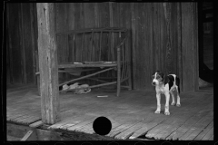 0584_Family pet of daughter of a sharecropper, Lauderdale County, Mississippi