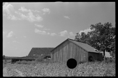 0594_Sharecropper barns , Lauderdale County , Mississippi