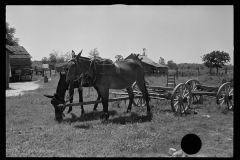 0597_Mule cart ,probably Lee County, Mississippi