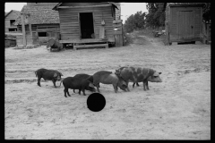 0637_Sow and piglets, probably Irwinville Farms Project , Georgia