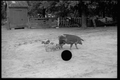 0638_Sow and piglets, probably Irwinville Farms Project , Georgia