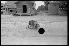 0639_Sow and piglets, probably Irwinville Farms Project , Georgia