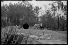 0653_Working horses , Grady County , Georgia