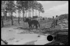 0655_,Resettlement farming ,  Grady County , Georgia