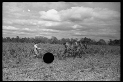 0658_Mule and plough , proboybably  Grady County, Georgia