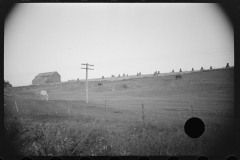 0763_Horses and corn stacks , West Virginia