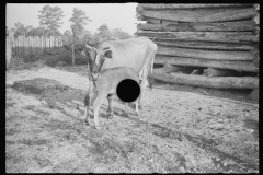 0812_Cow with calf , Hale County , Alabama.