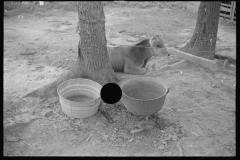 0819_unidentified animal and feeding bowls , Alabama