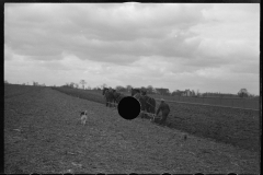 1218_Traditional two horse ploughing , location unknown