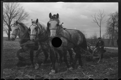 1227_Three horse ploughing. location unknown