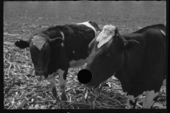 1254_Unknown cattle in unknown location