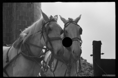 1265_Pair of fine grey horses harnessed and  ready for work , unknown farm and location