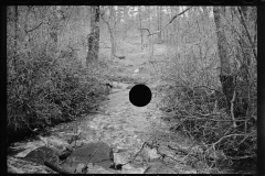 1384_ River with brushwood,  unknown location