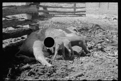 1412_Sow suckling piglets , location unknown