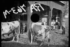 1502_Spoiled negative ,possibly cattle at County Fair Albany , Vermont