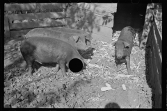 01573_Four weaner pigs in sty, location unknown probably Kansas