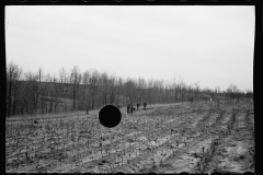 01576_01575_Possibly planting Black Locust , Natchez Project  , Tennessee