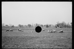 01595_Sheep grazing , unknown farm or location , possibly  Tennessee