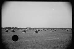 1632_Vignetted image of large field  of hay stoops , Tennessee