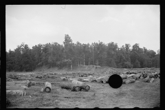 1636_Considerable amount of felled trees , probably Arkansas