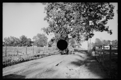 1712_Horse drawn wagon possibly sorghum harvest