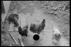 1744_Chickens with cat, Old Rag , Shenandoah ,National Park , Virginia