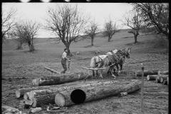 1803_Using horses to haul lumber , possibly Vermont