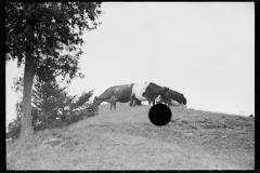 1825_Cattle grazing open ground unknown farm or location