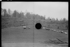 1826_Cattle grazing fenced ground unknown farm or location