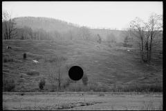 1842_ a few cattle grazing on open sloping ground, location unknown