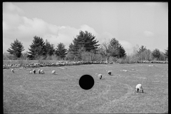 1847_Sheep with lambs on  good grass, unknown location