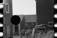 1888_Possibly cows returning for milking , farm and location unknown