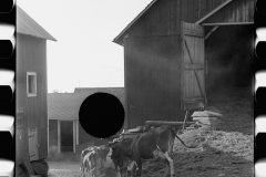 1889_Possibly cows returning for milking , farm and location unknown