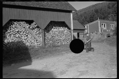 1890_ Possibly cow (straggler)  returning for milking , farm and location unknown