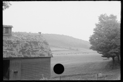 1891_Over-cast day , dairy farm , herd  grazing in the distance ,unknown location