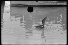 1958_Probably pelican swimming, unknown location