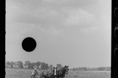 1988_ Mechanical horse drawn tillage in field with crop,