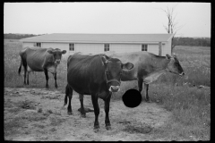 2031_3 cows grazing outside unknown new building , unknown location