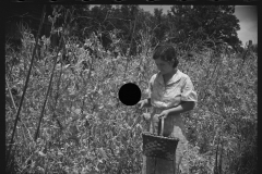 2091_Rehabilitation client picking English peas on farm near Batesville, Arkansas