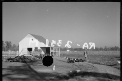 2232_Zeb Atkinson, homesteader, Penderlea Farms, North Carolina