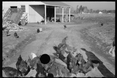 2236_Chickens , Zeb Atkinson's homestead,  Penderlea Farms, North Carolina